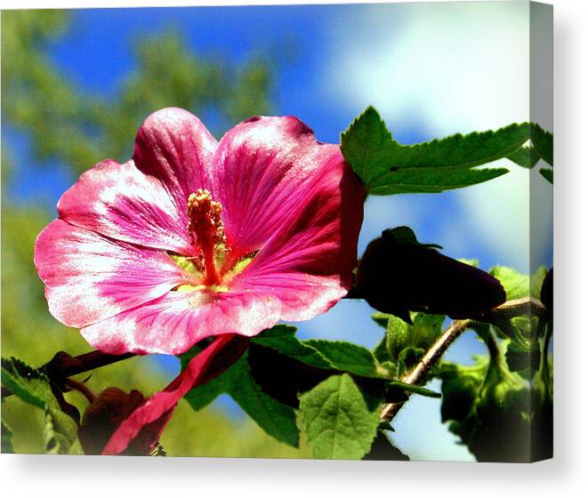 Pink Canvas Print featuring the photograph Very Pink by Jerry Cahill