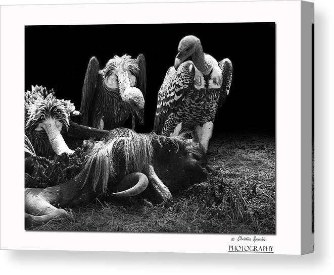 Vulture Canvas Print featuring the photograph Vulture by Christine Sponchia