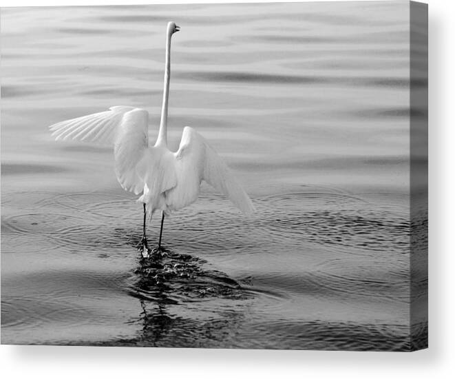 Bird Canvas Print featuring the photograph Walking On Water by Daniel Woodrum