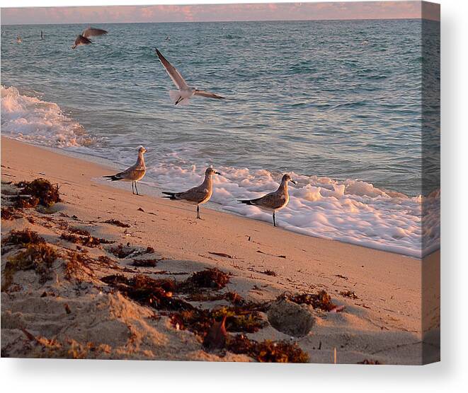 Wave Canvas Print featuring the photograph Watchin' the Waves Roll In by Richard Reeve