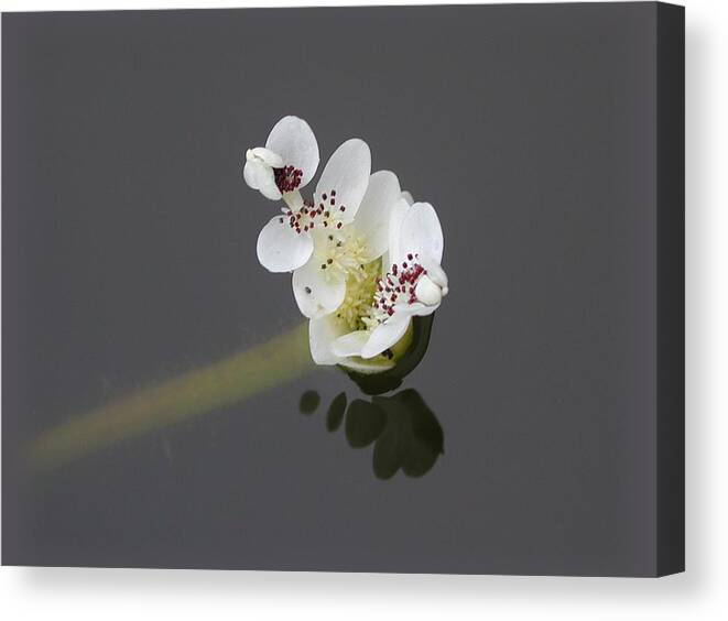 Waterlily Canvas Print featuring the photograph Water Hawthorne by Mike Kling