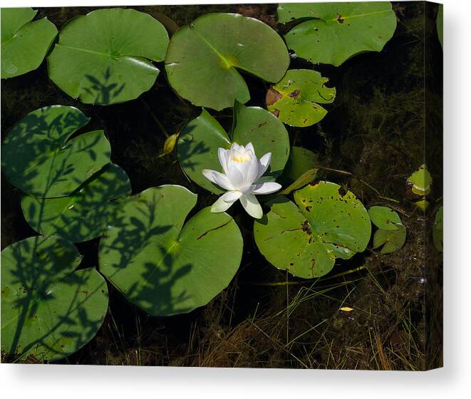 Water Lily Canvas Print featuring the photograph Water Lily by Jim Shackett