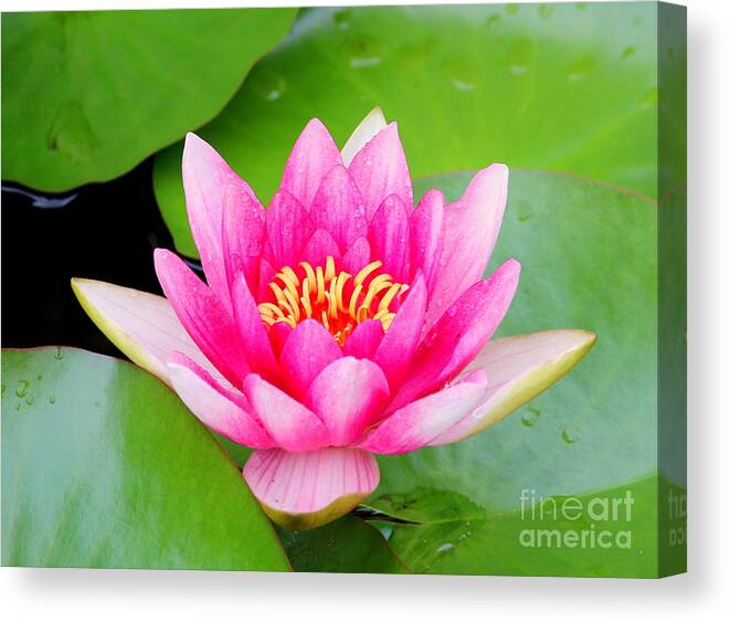 Blossom Canvas Print featuring the photograph Water lily by Amanda Mohler
