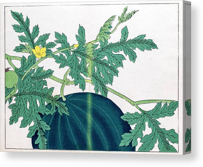 Art Canvas Print featuring the digital art Watermelon Japanese Woodblock Print by Mashuk