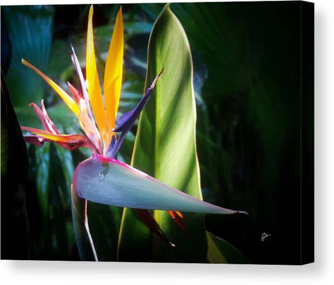 Bird Of Paradise Canvas Print featuring the photograph Weeping Bird Of Paradise by TK Goforth