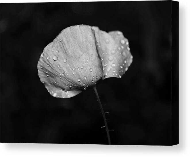 Poppy Canvas Print featuring the photograph Wet Poppy by Heather L Wright