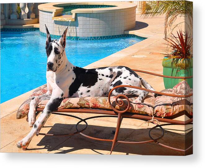 Harlequin Great Dane Canvas Print featuring the photograph What a Life by Tony Franza