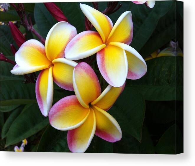 Yellow Plumeria Canvas Print featuring the photograph White and Yellow Plumeria by Angela Bushman