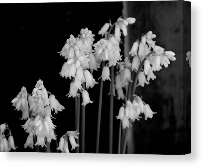 Bluebells Canvas Print featuring the photograph White Bluebells - bw by Marilyn Wilson