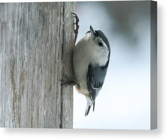 Bird Canvas Print featuring the photograph White-Breasted Nuthatch by Holden The Moment