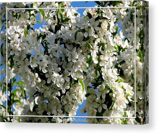 Crabapple Canvas Print featuring the photograph White flowering crabapple tree by Rose Santuci-Sofranko