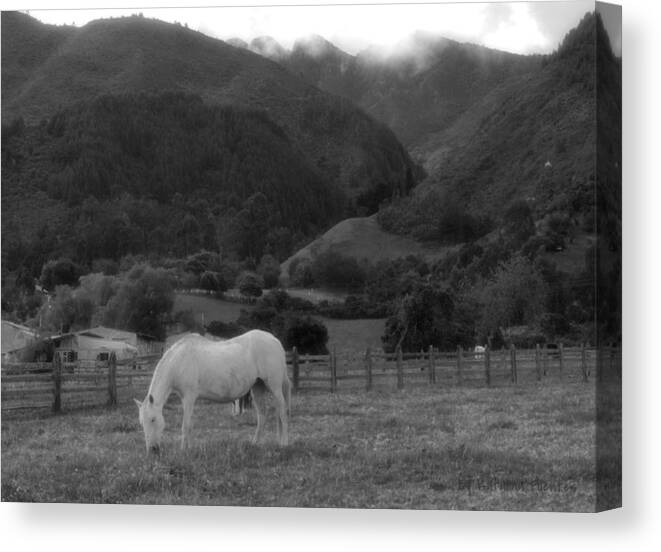 Canvas Print featuring the photograph White Horse by Katalina Fuentes