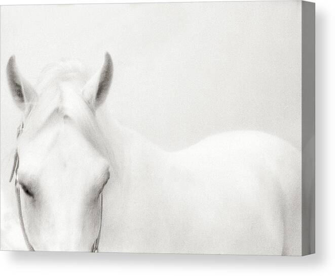 Horse Canvas Print featuring the photograph White Horse by Stevecoleimages