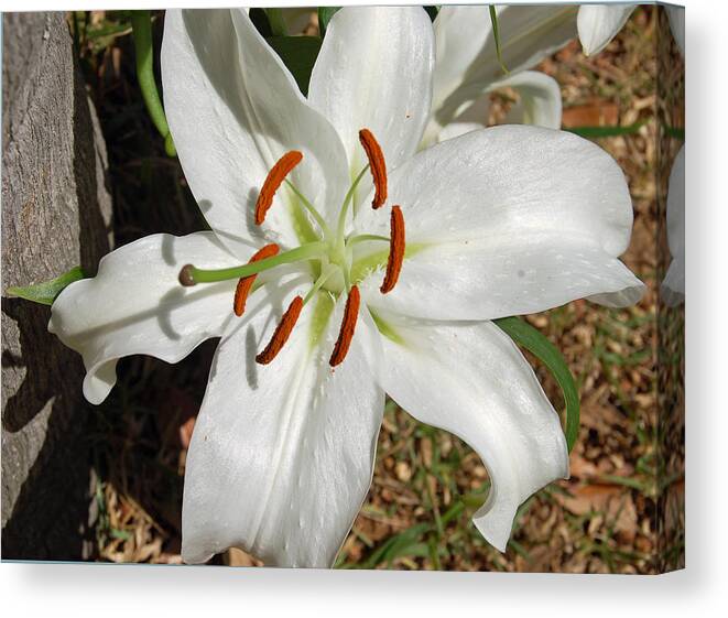 Flower Canvas Print featuring the photograph White Lily by Aimee L Maher ALM GALLERY