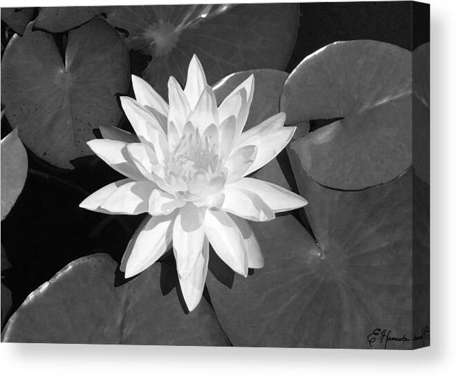 White Lotus Canvas Print featuring the painting White Lotus 2 by Ellen Henneke