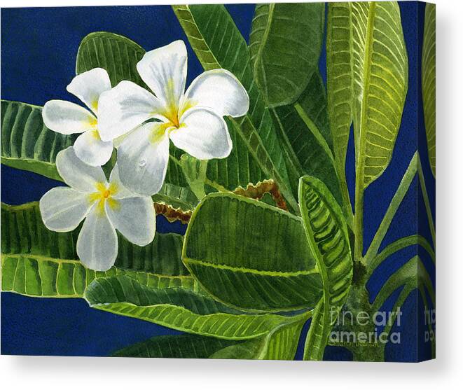 Fragipani Canvas Print featuring the painting White Plumeria Flowers with Blue Background by Sharon Freeman