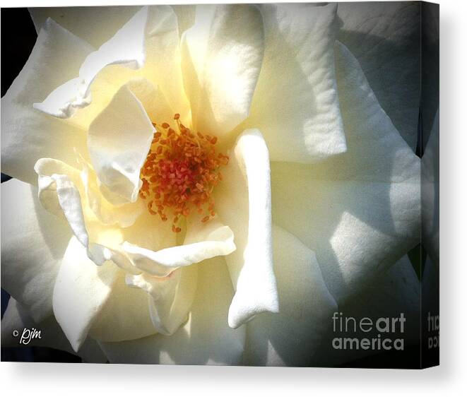 White Rose Canvas Print featuring the photograph White Rose by Phil Mancuso