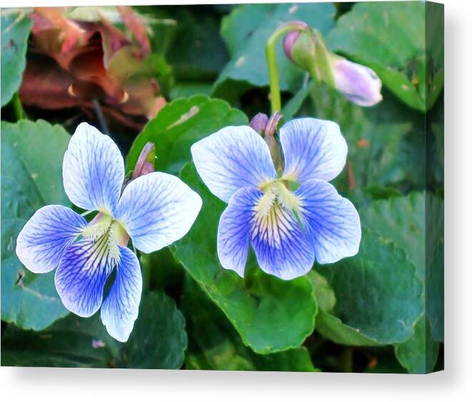 Purple Canvas Print featuring the photograph Wild Violets by Cynthia Clark