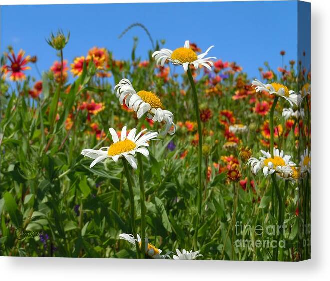 Wild Flower Canvas Print featuring the photograph Wild White Daisies #1 by Robert ONeil