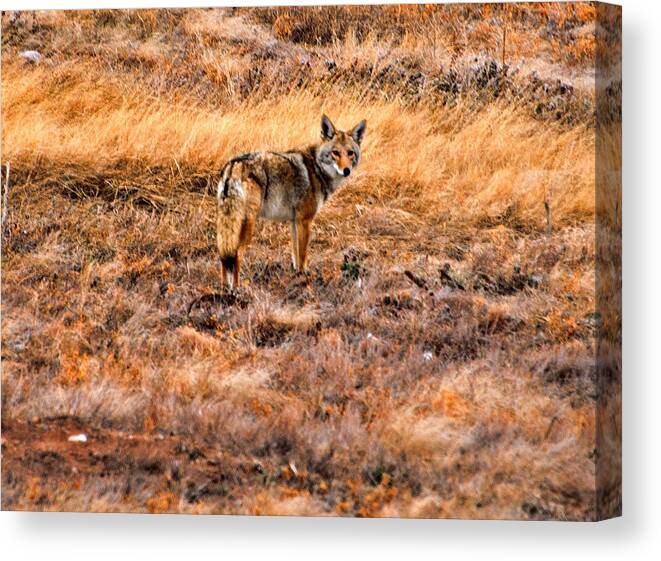 Coyote Canvas Print featuring the photograph Wiley Coyote by Jerry Cahill
