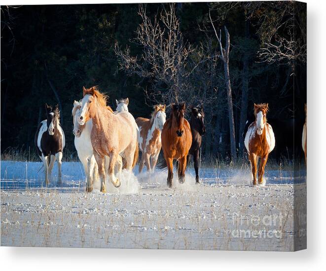 America Canvas Print featuring the photograph Winter Horses by Inge Johnsson