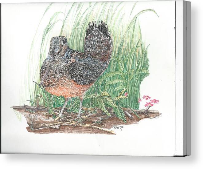 Game Birds Canvas Print featuring the drawing Woodcock by Mary Fish