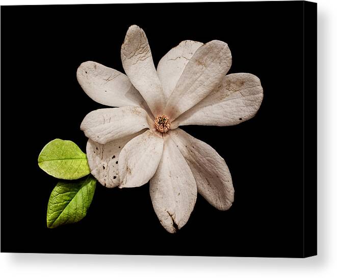 Wounded White Magnolia Canvas Print featuring the photograph Wounded White Magnolia by Weston Westmoreland