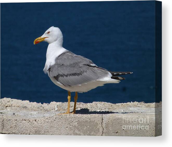 Larus Michahellis Canvas Print featuring the photograph Yellow Legged Gull by Phil Banks