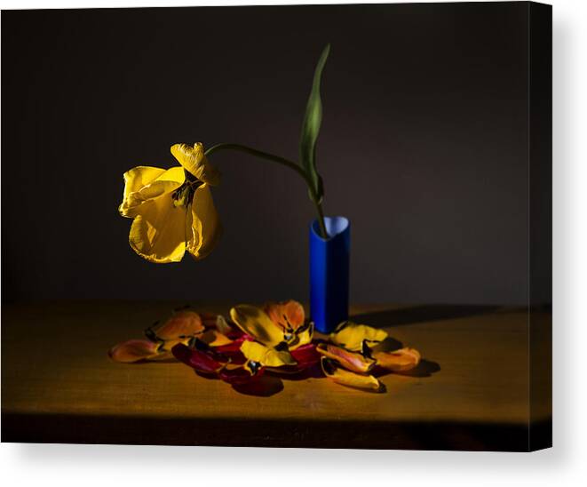 Red Canvas Print featuring the photograph Yellow Tulip by Ivan Vukelic