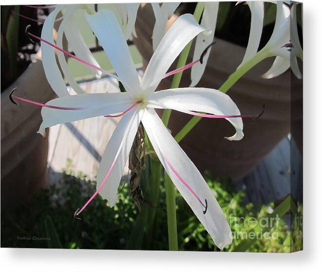 Spider Lily Canvas Print featuring the photograph Spider Lily by Kathie Chicoine