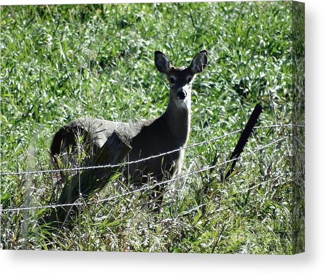 Nature Canvas Print featuring the photograph Young Doe by J L Zarek