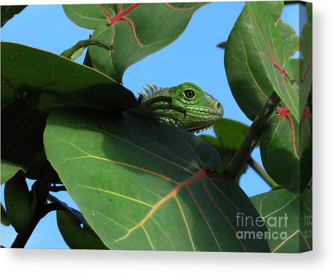 Animals Canvas Print featuring the photograph Young Iguana by Deborah Smith