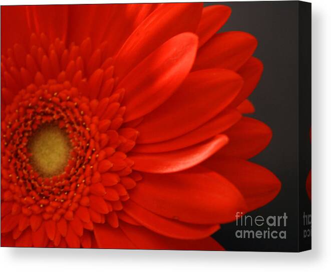 #gerbera #flower #macro #floral #print #photography #fineart #artist #beauty #botanical #beautiful Canvas Print featuring the photograph Beautiful by Jacquelinemari