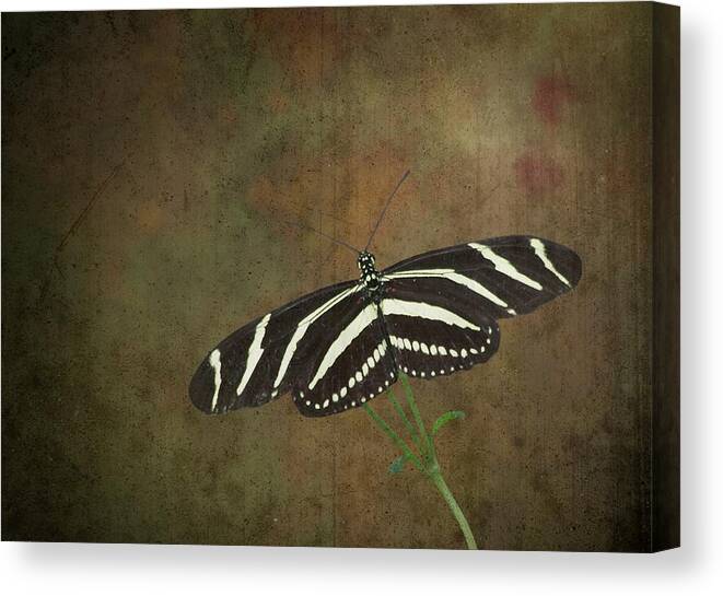 Zebra Canvas Print featuring the photograph Zebra Longwing Butterfly-1 by Rudy Umans