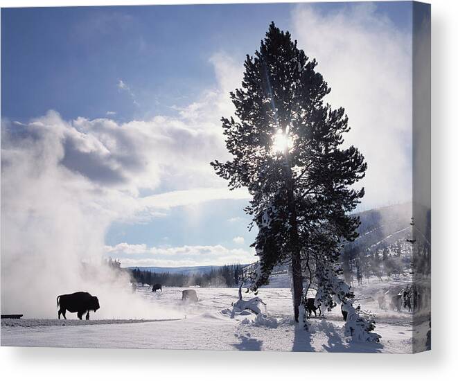 00174315 Canvas Print featuring the photograph American Bison In Winter Yellowstone #1 by Tim Fitzharris