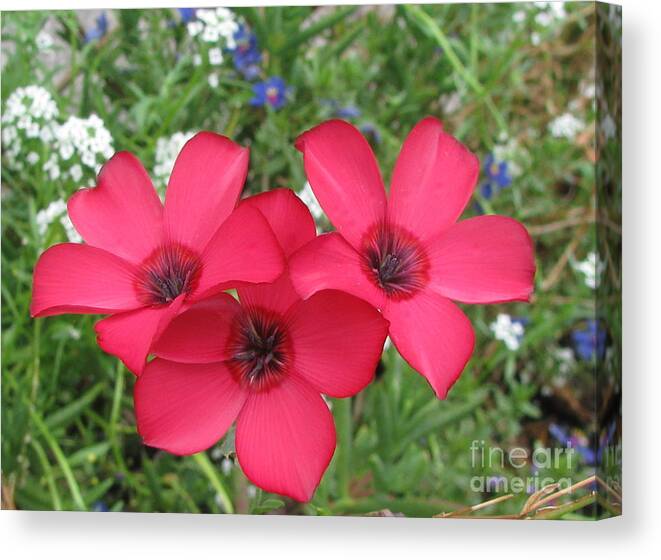 Flower Canvas Print featuring the photograph Happy #1 by Holy Hands