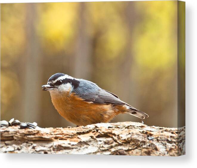 Red-breasted Nuthatch Canvas Print featuring the photograph Nuthatch #1 by Cheryl Baxter