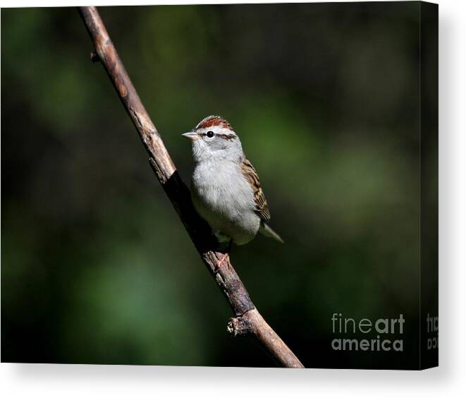 Nature Canvas Print featuring the photograph Chipping Sparrow #18 by Jack R Brock