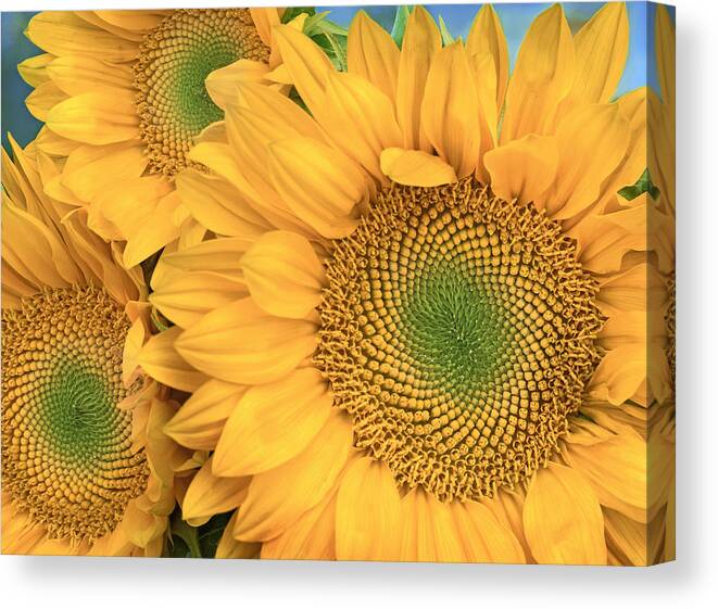 00176769 Canvas Print featuring the photograph Common Sunflower Group Showing #2 by Tim Fitzharris