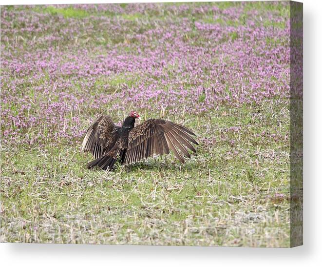 Nature Canvas Print featuring the photograph Turkey Vulture #2 by Jack R Brock