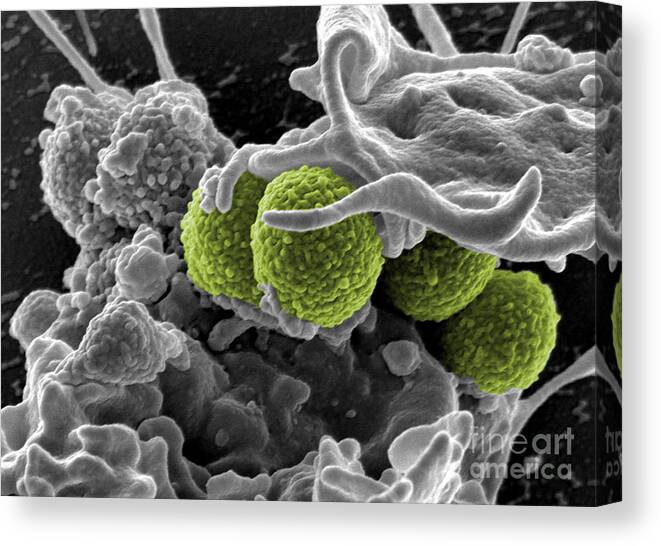 Microbiology Canvas Print featuring the photograph Methicillin-resistant Staphylococcus by Science Source
