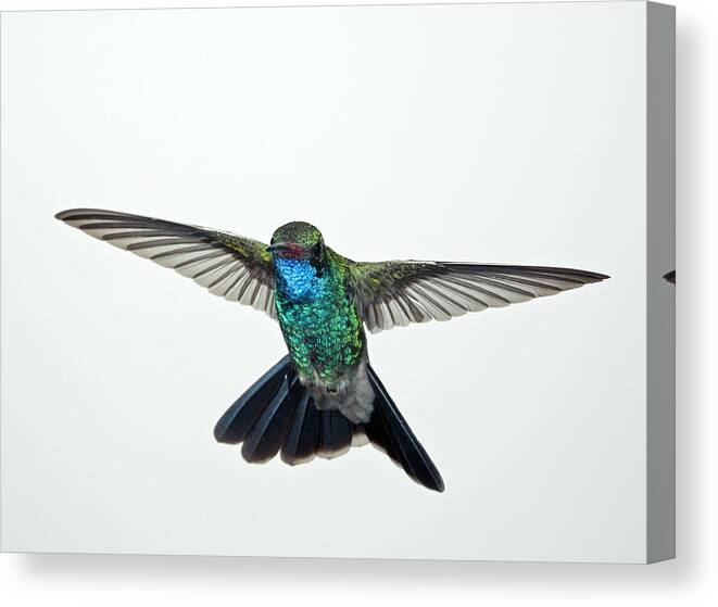 Bird Canvas Print featuring the photograph Broadbill Hummingbird #3 by Gregory Scott