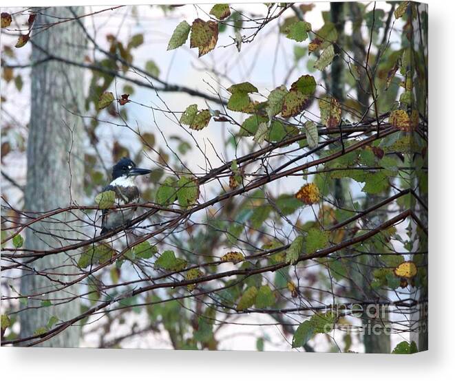 Nature Canvas Print featuring the photograph Belted Kingfisher #4 by Jack R Brock