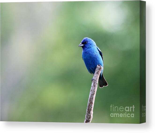 Nature Canvas Print featuring the photograph Indigo Bunting #4 by Jack R Brock