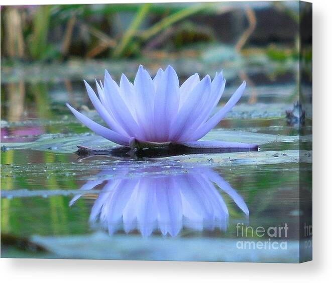 Water Lily Canvas Print featuring the photograph A Beautiful Water Lily Reflection by Chad and Stacey Hall