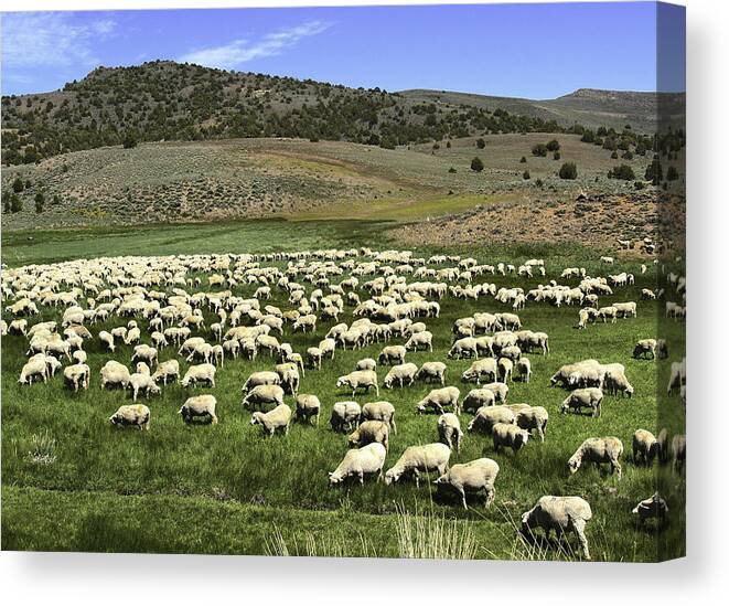 Landscape Canvas Print featuring the photograph A Flock of Sheep by Philip Tolok