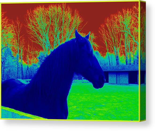 Friesian Canvas Print featuring the photograph Artistic Edit Of A Friesian by Kim Galluzzo