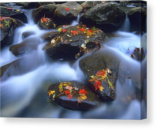 00175803 Canvas Print featuring the photograph Autumn Leaves On Wet Boulders In Stream by Tim Fitzharris