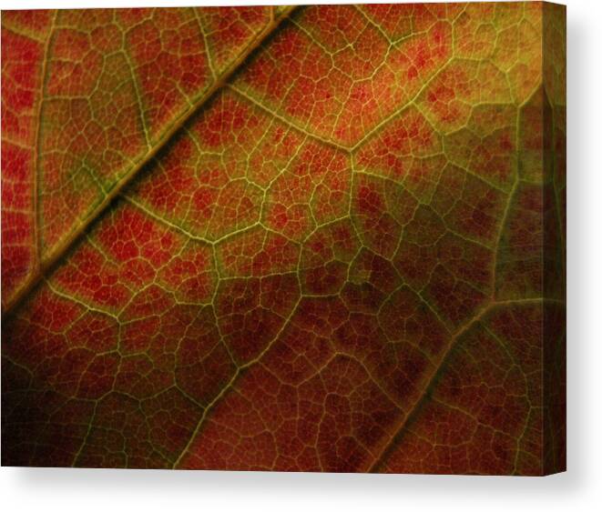 Close Up Leaf Canvas Print featuring the photograph Autumn Maple Leaf by Nancy Griswold