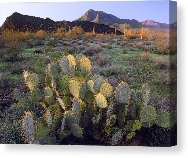 00176714 Canvas Print featuring the photograph Beavertail Cactus With Picacho Mountain by Tim Fitzharris